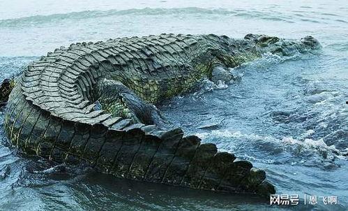 恐龙鳄鱼,远古巨兽的进化传奇