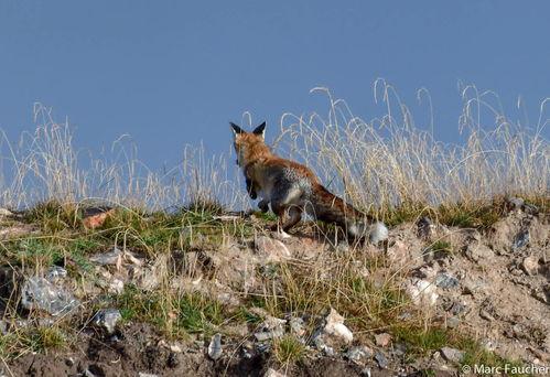 神奇动物的一天 第一季