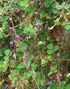 三脚虎,探寻神秘生物的传奇故事